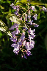 Wisteria. Flower of Wisteria sinensis. Purple branch of flower