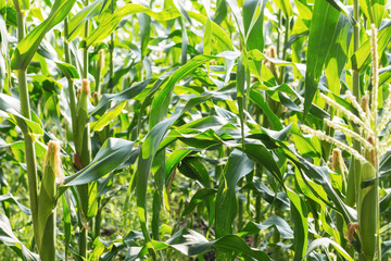 Naklejka premium Planted of corn.