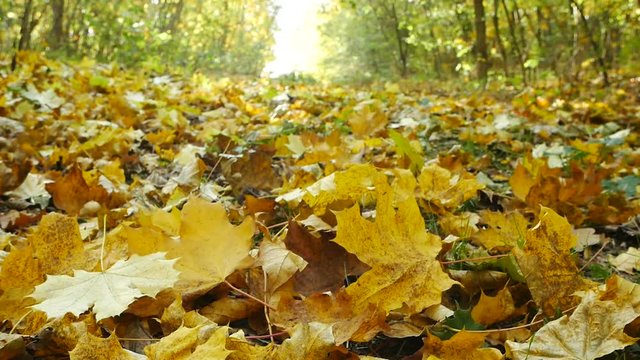Autumn background. Detail of faling leaves in the autumn.