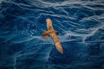 White-chinned petrel (Procellaria aequinoctialis)