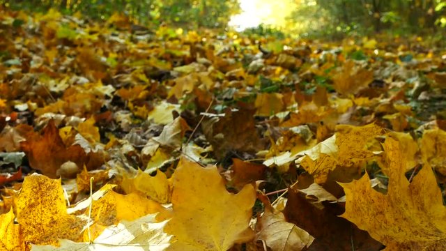 Autumn background. Detail of faling leaves in the autumn.