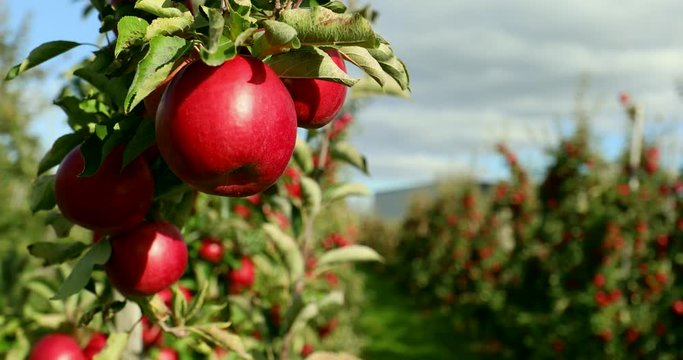 Apple on tree/Fruit/Nature