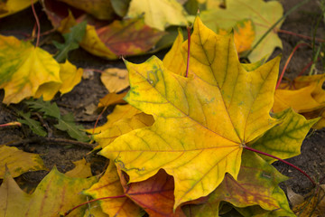Naklejka na ściany i meble Beautiful autumn leaves of maple, close up.