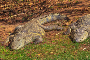 Two African Crocodiles species Crocodylus Niloticus, sleeping at iSimangaliso Wetland Park in St Lucia Estuary, South Africa, one of the top Safari Tour destinations.
