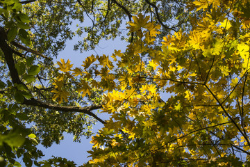 Deciduous forest at autumn. Beautiful maple trees. Golden fall.