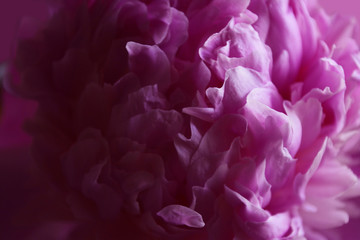 blooming large pink peony flower