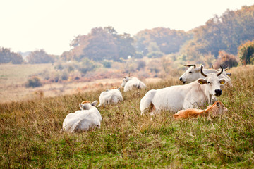 Cows lying on grass at the meadow.