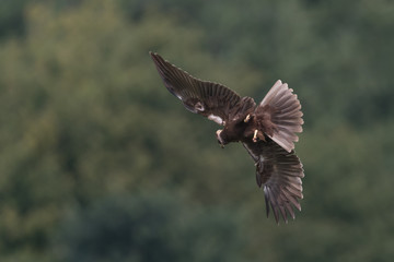 Obraz premium Rohrweihe