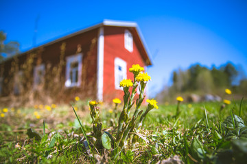 Spring coltsfoots. Photo from Finland. - obrazy, fototapety, plakaty