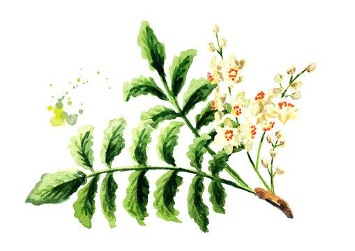 Boswellia carterii Frankincense tree branch with leaves and flowers. Watercolor hand drawn illustration, isolated on white background