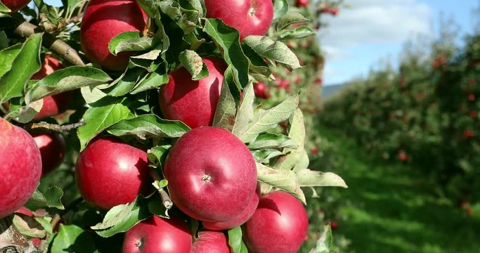 Apple on tree/Fruit/Nature