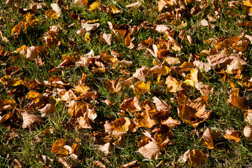 Dry autumn leaves on green lawn