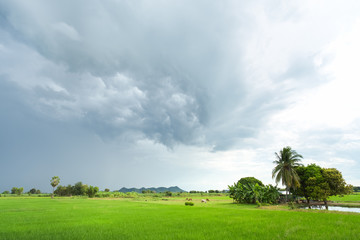 Green rice field in a cloudy day
