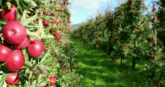 Apple on tree/Fruit/Nature
