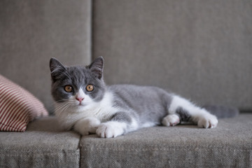 Cute British short Hairy cat