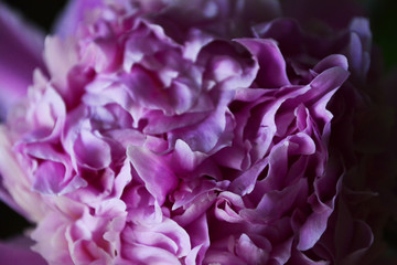 blooming large pink peony flower