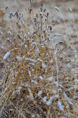 Fototapeta premium Walking around the end of summer fields