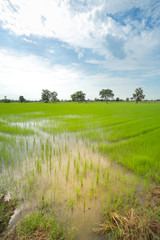 Green rice field in a cloudy day