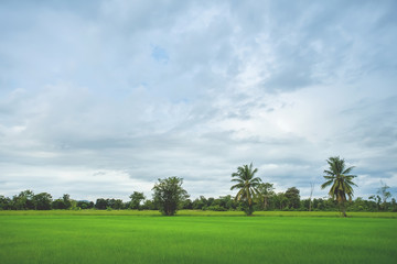 Green rice field with minimal tree in a cloudy day
