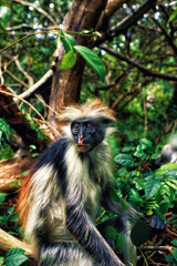 Portrait monkey red colobus in natural environment