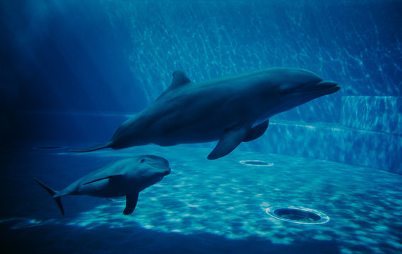 Dolphins swimming underwater