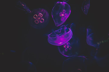 Fototapeta na wymiar Jellyfish floating and swimming in the underwater