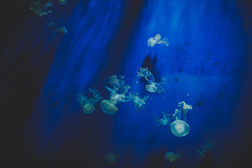 Fototapeta na wymiar Jellyfish floating and swimming in the underwater