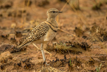 A double-banded courser stands quietly in a patch of burnt grass in the African wilderness image with copy space in landscape format