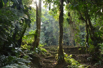 Forêt colombie