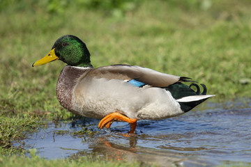 Obraz premium germano che cammina in palude