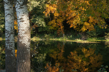 Autumn aspen tree trunk on river nature