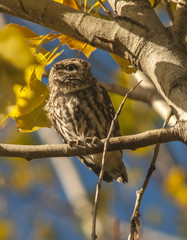 Little owl (athene noctua) fall, leaves, tree, 