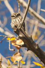 Little owl (athene noctua) fall, leaves, tree, 