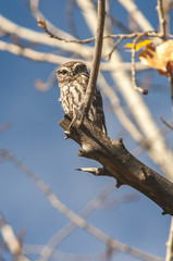 Little owl (athene noctua) fall, leaves, tree, 