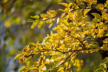autumn leaves on tree