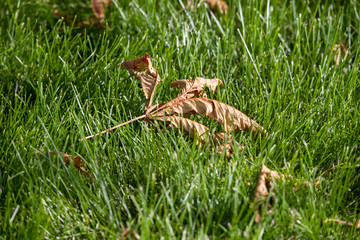 leaf on grass