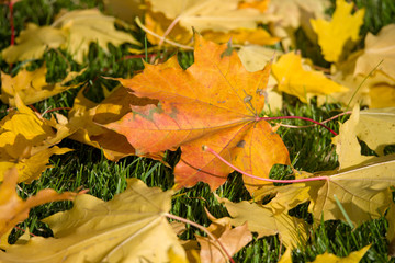 autumn leaves on the grass