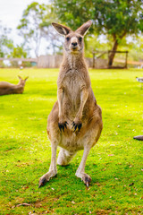 kangaroo