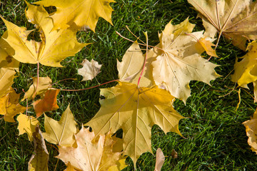 autumn leaves