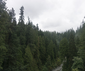 Obraz premium Pine forest landscape