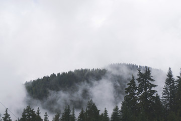 Misty forest scene with fog over pine trees