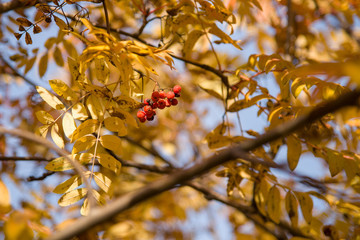 rowan berries