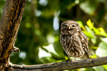 little owl (athene noctua), perched in a tree branch