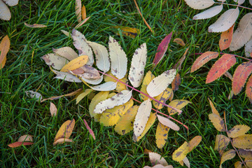 leaf on the grass