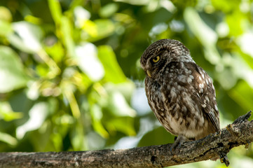 little owl (athene noctua), perched in a tree branch