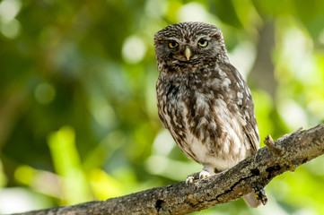 little owl (athene noctua), perched in a tree branch