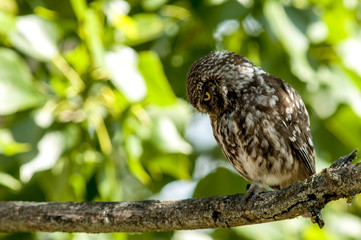 little owl (athene noctua), perched in a tree branch
