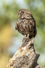 little owl (athene noctua), portrait, perched in a branch