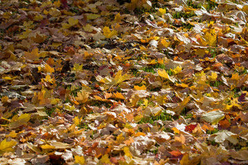 leaf carpet