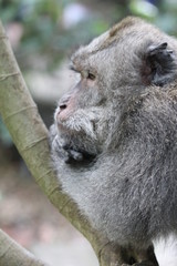 Obraz premium Macaque